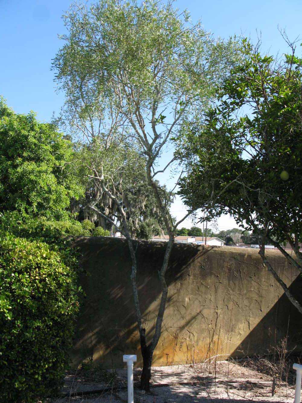            Habit (Winter Haven, FL)   